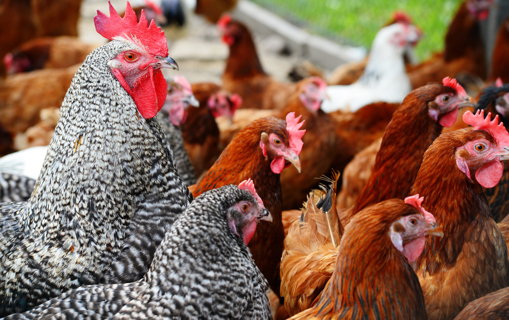 9885883_202850624000_2